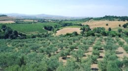 Scegliere un olio extravergine 4 Scegliere un olio extravergine