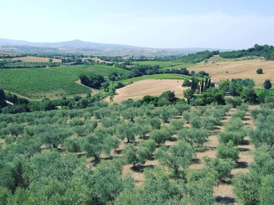 Scegliere un olio extravergine 14