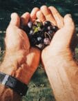 EVO olive oil and industrial oil: what are the differences?