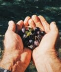 Olio Evo e Olio Industriale: quali sono le differenze? 9 Olio Evo e Olio Industriale: quali sono le differenze?