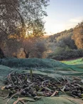 Dopo un’annata difficile per la raccolta delle olive, l’olio nuovo e’ arrivato!