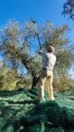 Olio Aroldo: è iniziata la raccolta delle olive! 1