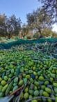 I vantaggi dell’olio extravergine di oliva biologico