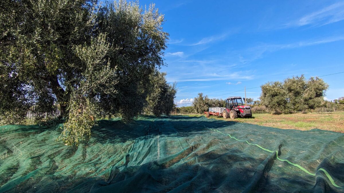 Olive Harvest 2024-25: A Year of Quality and Passion 2