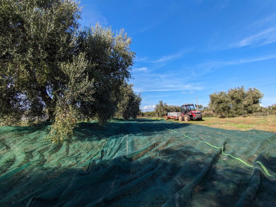 Olive Harvest 2024-25: A Year of Quality and Passion 4