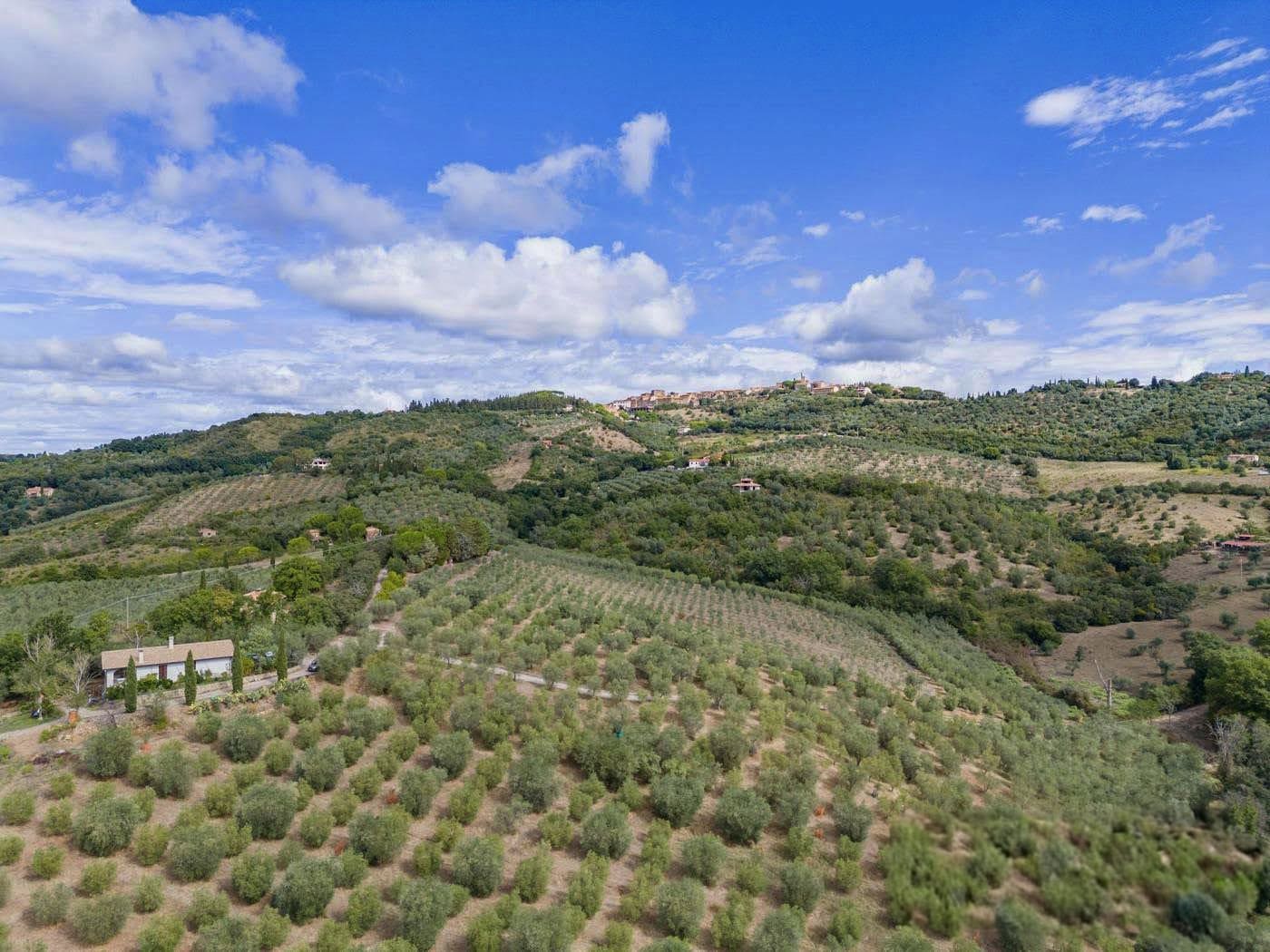 Franco Berrino: l’olio extravergine è un salva vita, ma deve essere di qualità 3 Olio Aroldo Berrino Franco 10 grammi al giorno salva vita