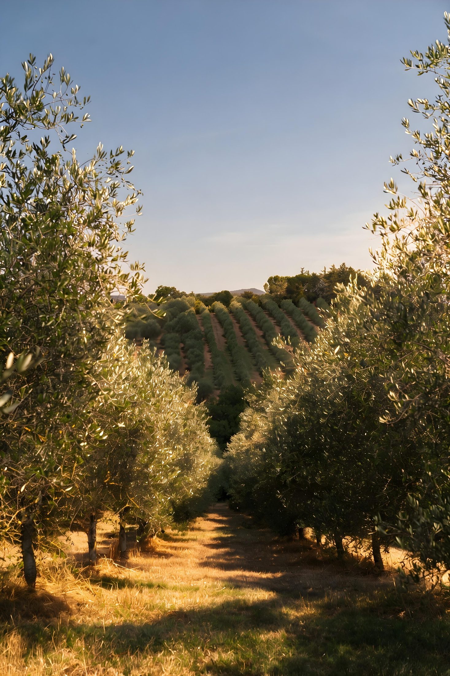 Home 9 Un filare di olivi con il sentiero e il cielo azzurro