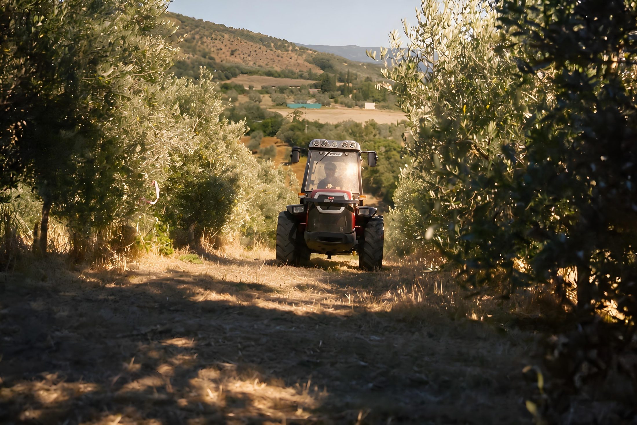 The tractor on the path between the rows of the olive grove