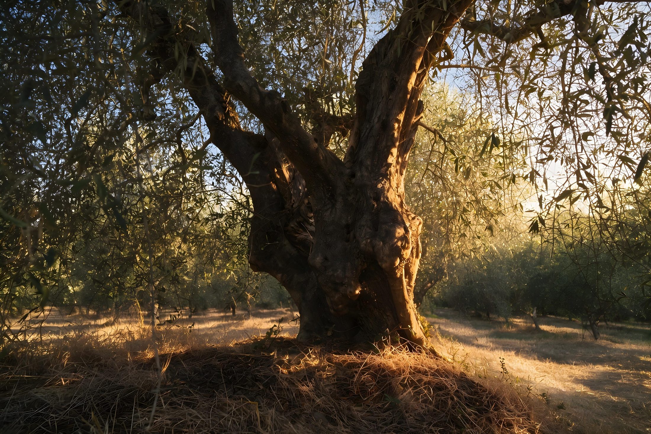 A centuries-old olive tree in the Casa Olivo grove, backlit at sunset