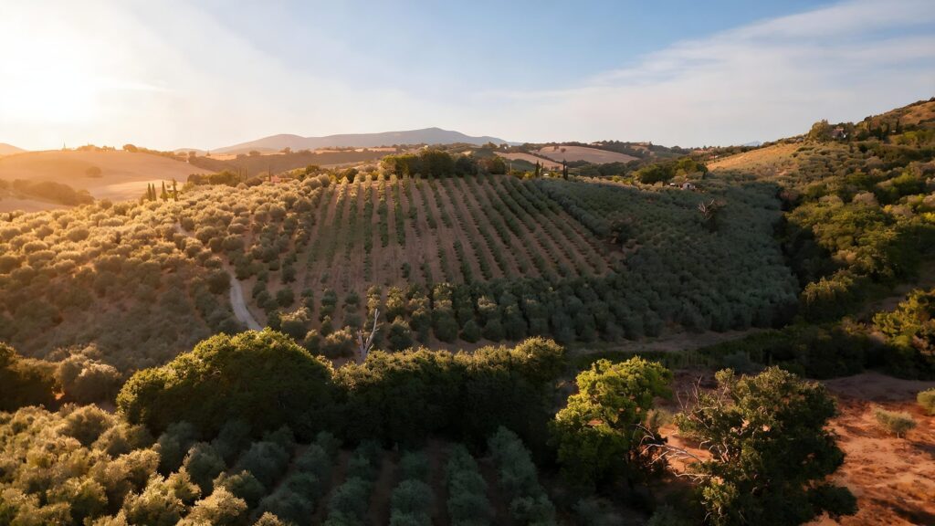 Veduta dall’alto dell’uliveto e delle colline di Campagnatico, in Maremma