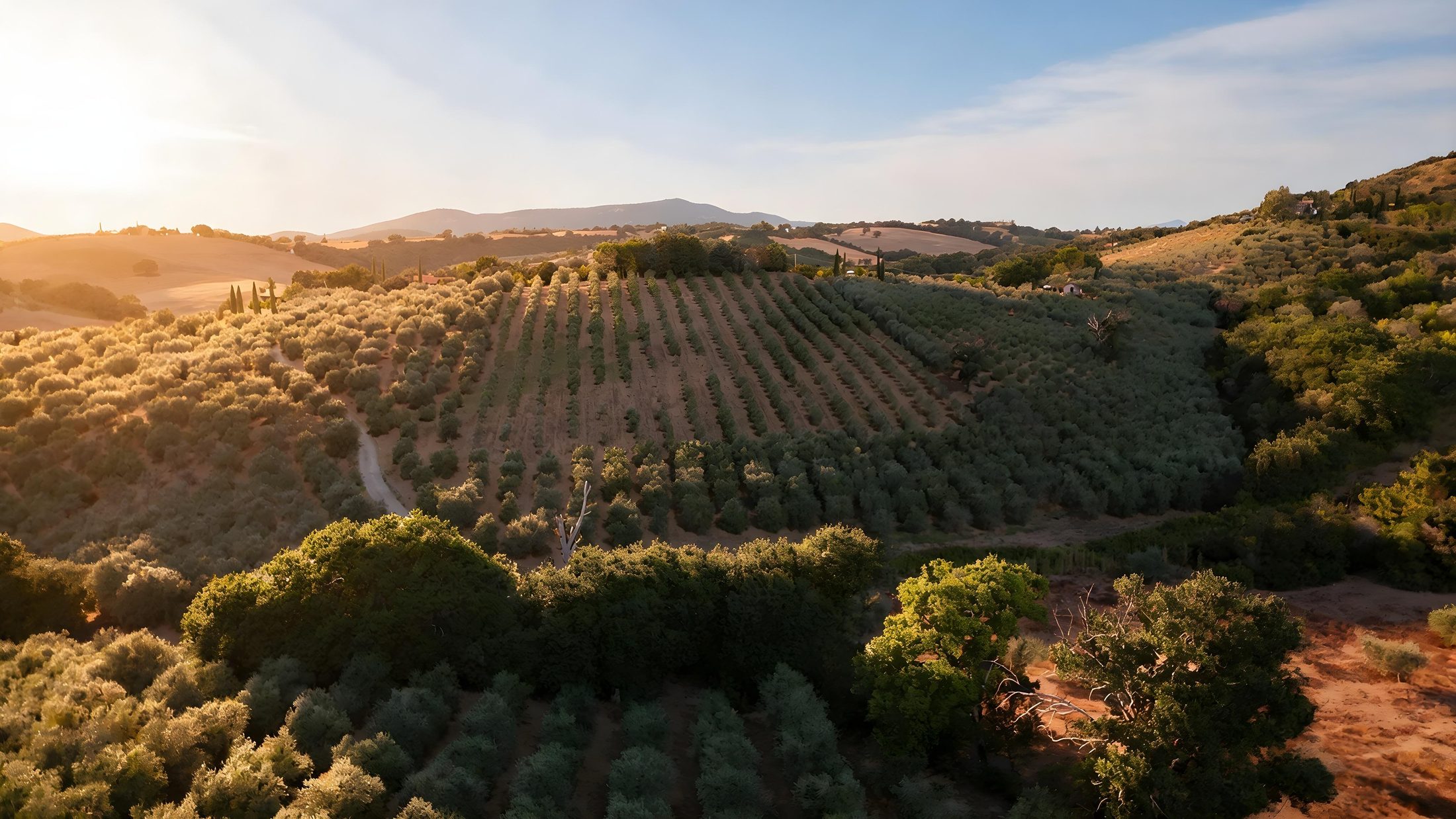 Home 8 Veduta dall’alto dell’uliveto e delle colline di Campagnatico, in Maremma